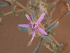 J5_P6_piste_douz_fleurs_desert