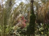J6_P18_Tozeur_jardin_botanique